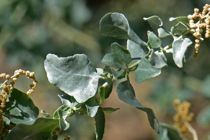 Quailbush leaves are gray-green; alternate, leaves with short stems (petioles); leaf shape variable, deltoid or oblong-elliptic, margins entire, scurfy. Atriplex lentiformis 